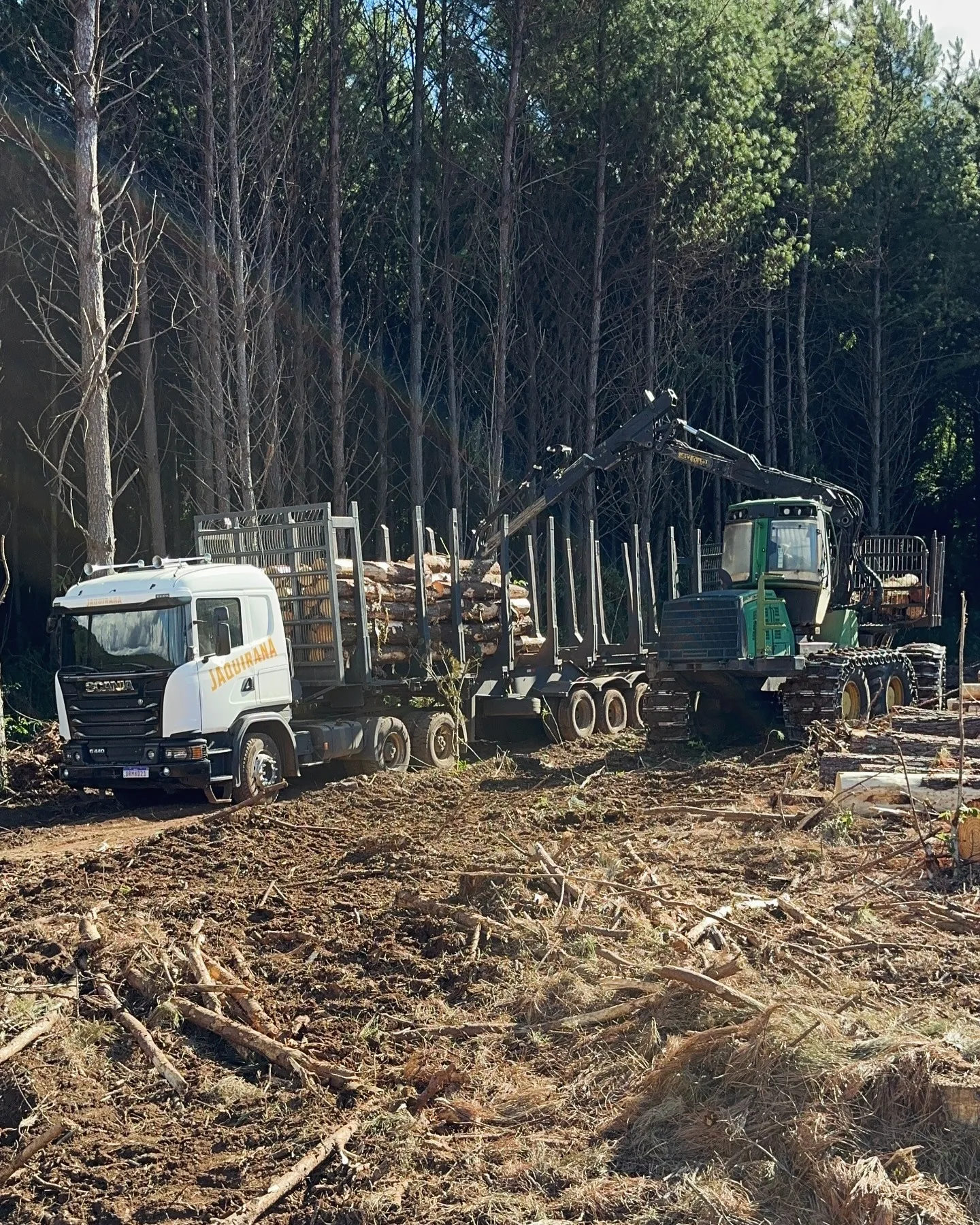 Trator florestal em operação de colheita em floresta de Pinus
