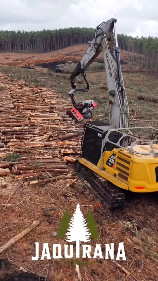 Máquina florestal operando em área de colheita de floresta de Pinus