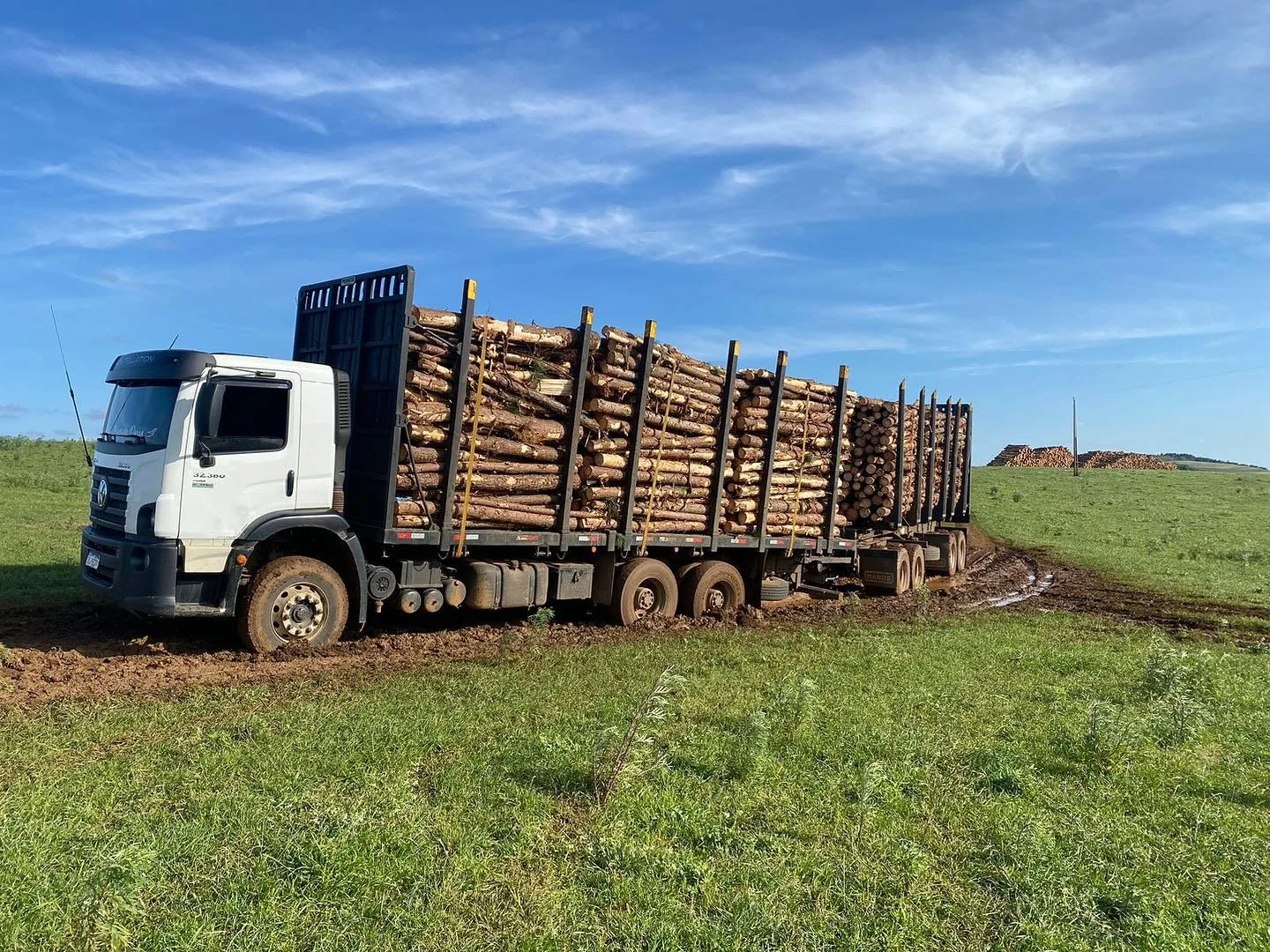 Caminhão carregado de toras de Pinus em área de operação florestal