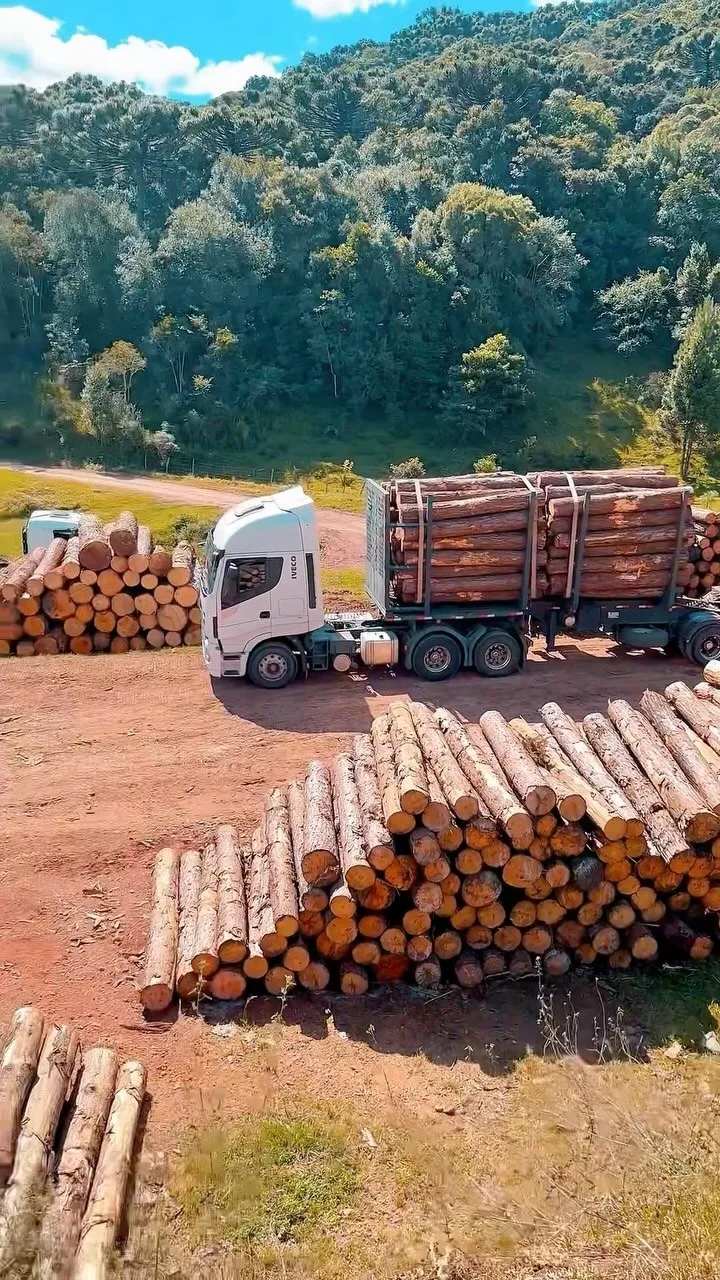Pátio com pilhas de toras de Pinus e caminhões em carregamento