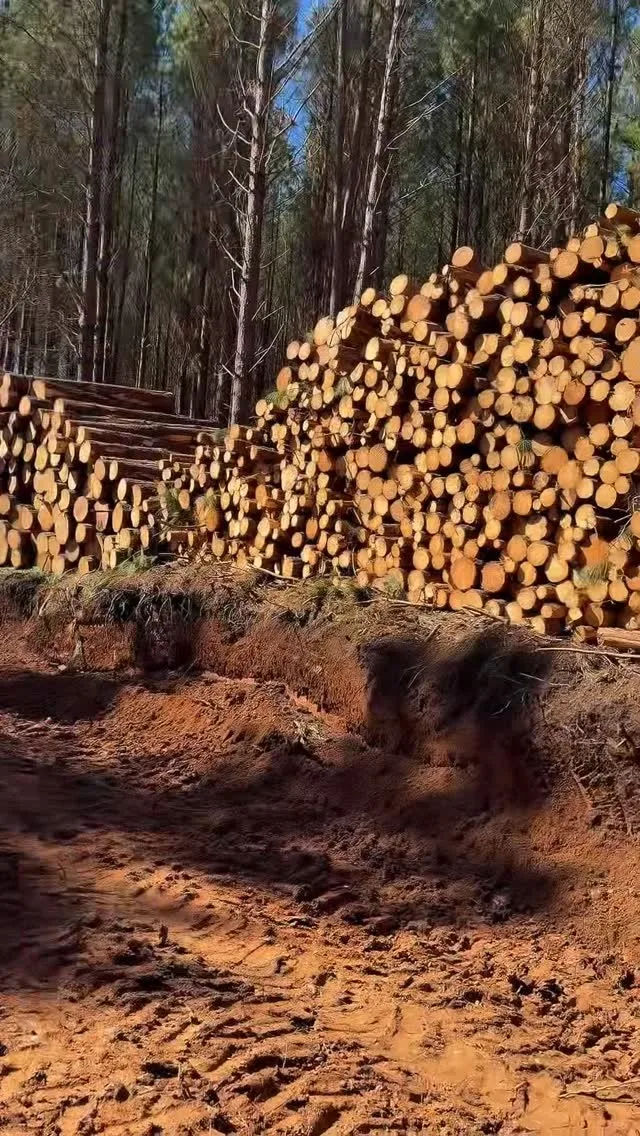 Pilha de toras de Pinus classificadas em pátio