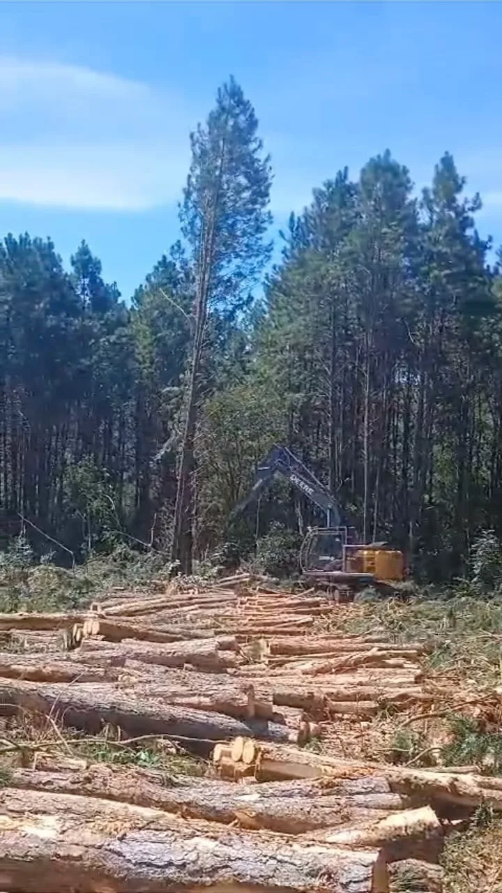 Toras de Pinus empilhadas em área de floresta após a colheita
